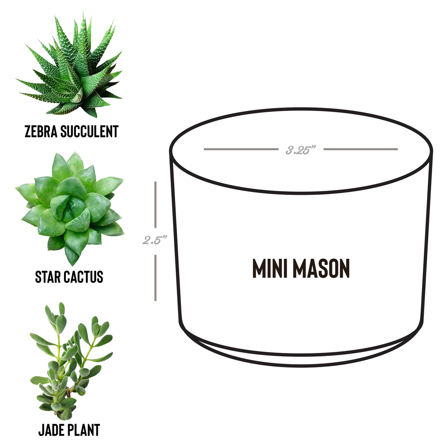 Personalized Birth Flower And Name Friend Desk Plant
